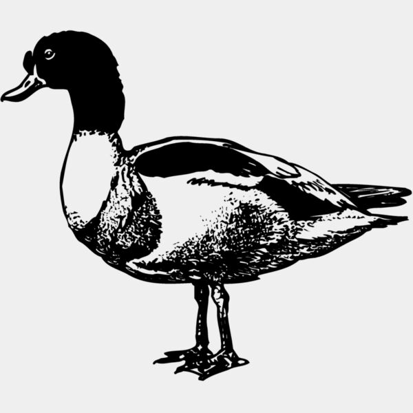 BIRD090 Thumbnail