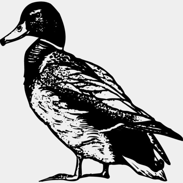 BIRD101 Thumbnail